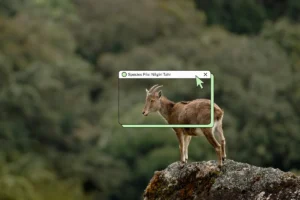 Guardians of the Sholas: The Resurgence and Precarious Future of the Nilgiri Tahr