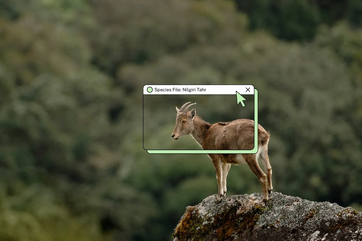 Guardians of the Sholas: The Resurgence and Precarious Future of the Nilgiri Tahr