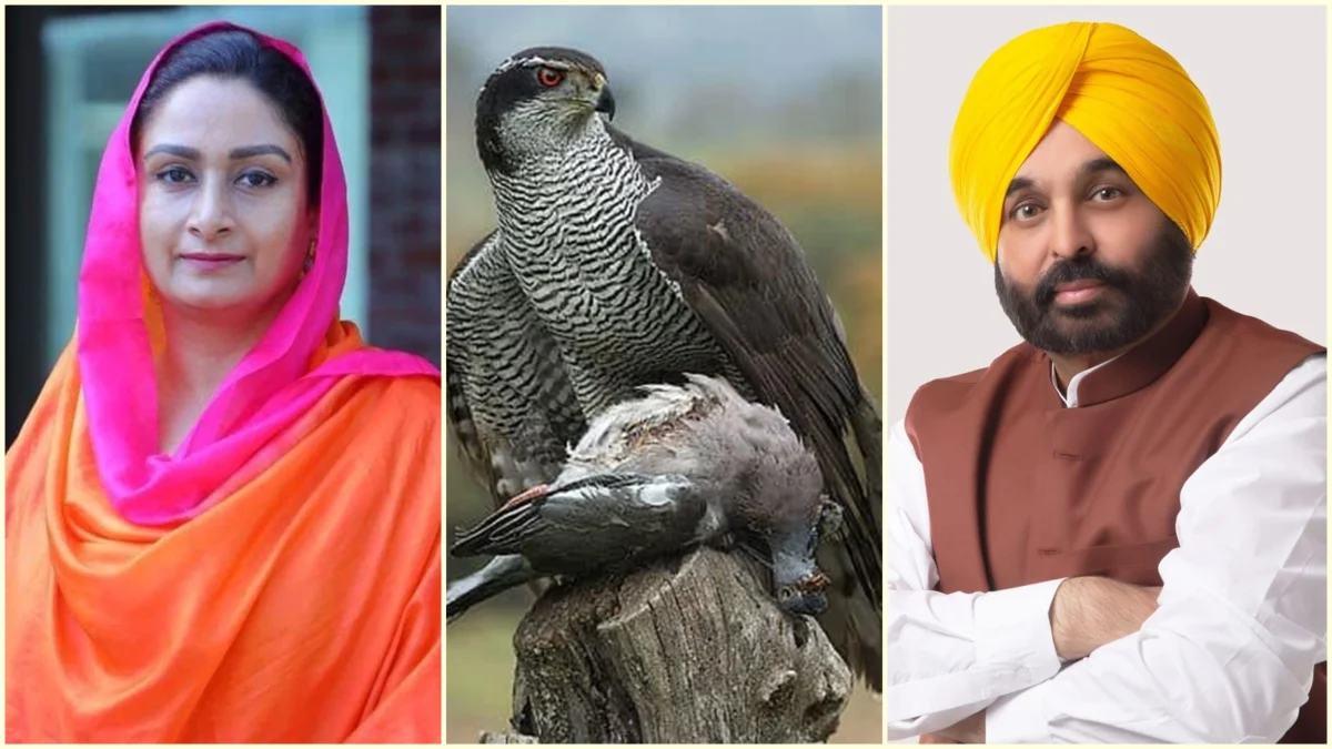 The Baaz Takes Flight: Punjab’s Elusive State Bird Soars into a Political Storm Ahead of Elections