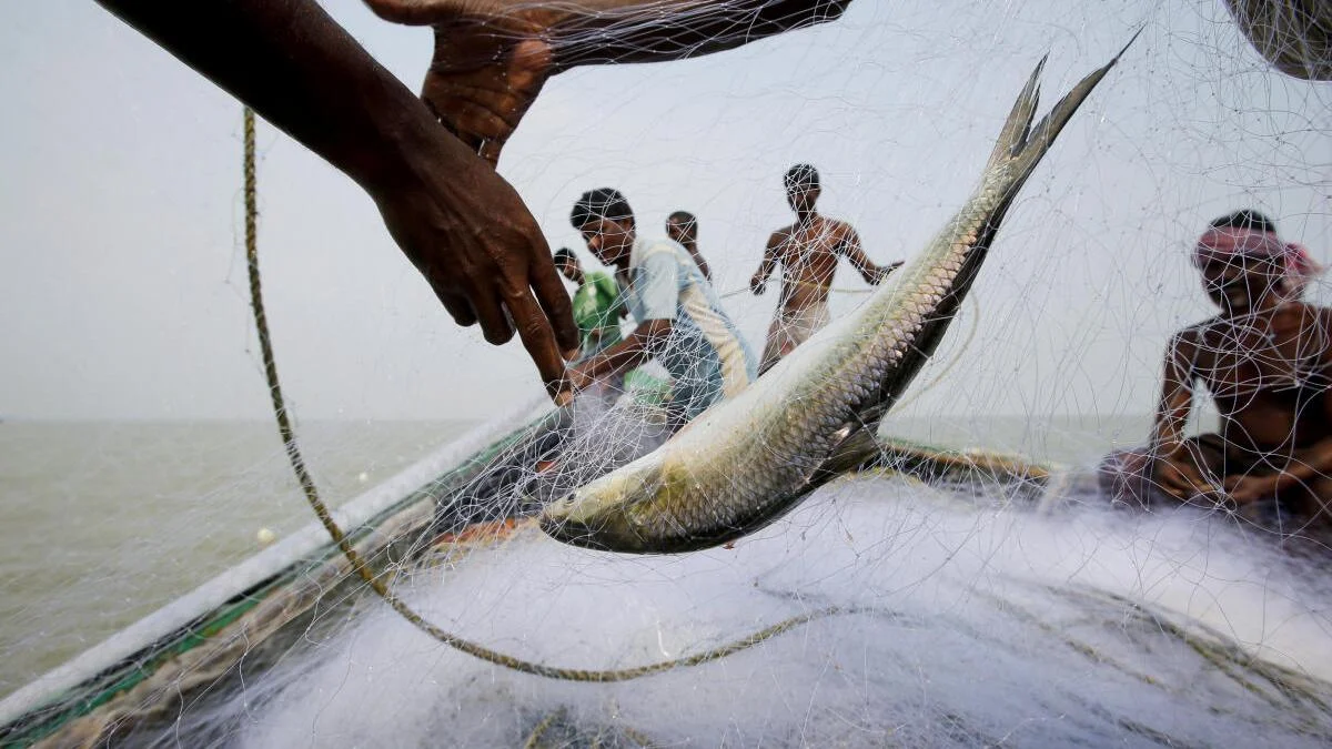 The Elusive Majesty of Ilish: A Culinary and Ecological Saga