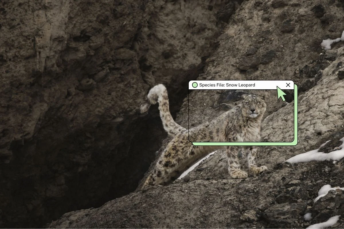 The Ghost in the Machine: Balancing Tourism and Conservation in Ladakh’s Snow Leopard Primacy