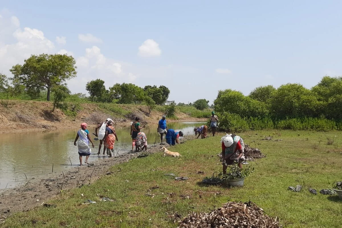 The Ground-Truth Crisis: Why Tamil Nadu’s Mangrove Success Story Needs More Than Just Satellite Pixels