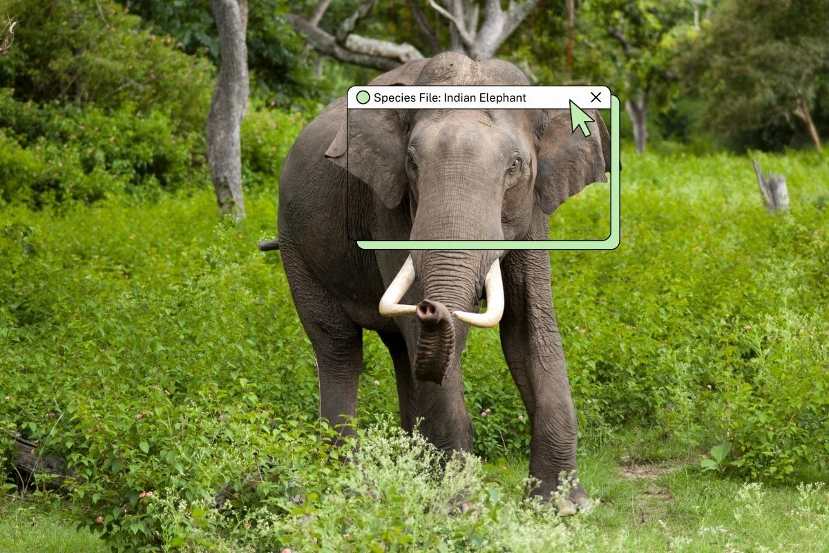 The High-Altitude Giant: Assessing the State of the Indian Elephant in an Altering Landscape