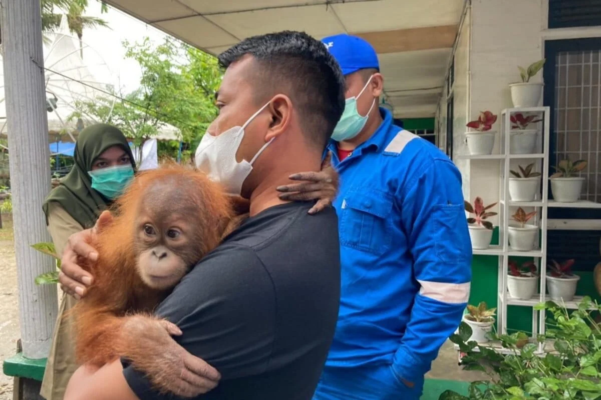 The Primate Pipeline: Inside the Violent Global Syndicate Fueling India’s Exotic Pet Obsession