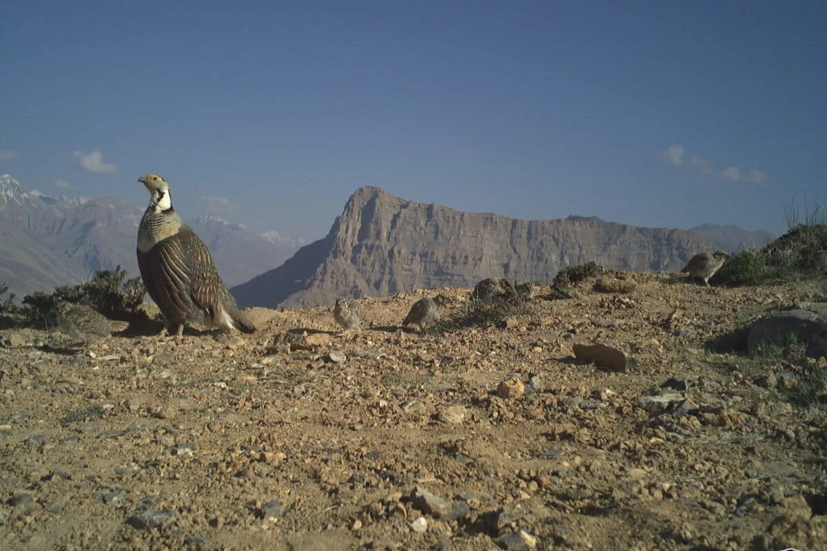 The Shadow of the Ghost: How Himachal’s Focus on Snow Leopards Leaves Vital Bird Species at Risk