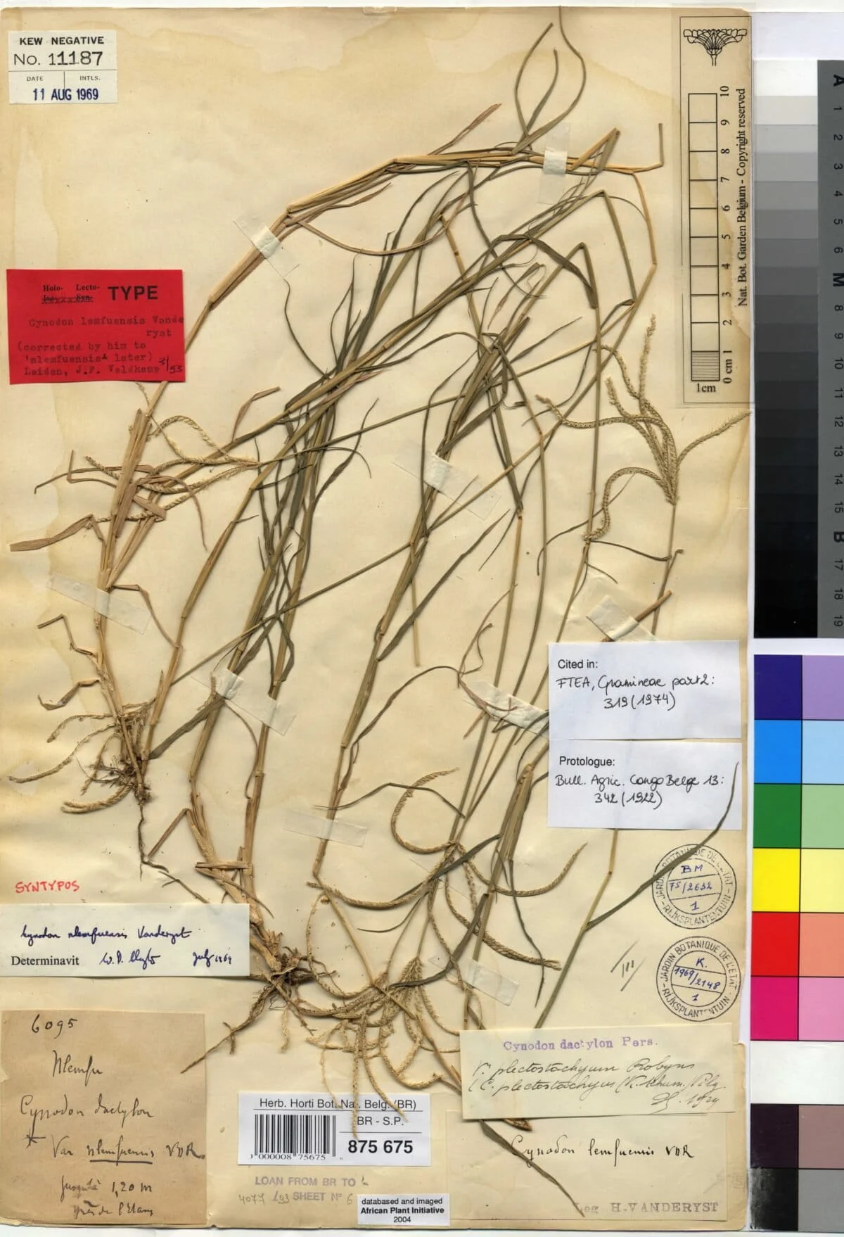 The Silent Colonization: How a 30-Year Taxonomic Mystery Revealed an African Invader in the Indian Himalayas