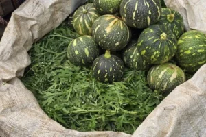 The Silent Green Invasion: How Parthenium is Fueling a Public Health and Ecological Crisis in Assam