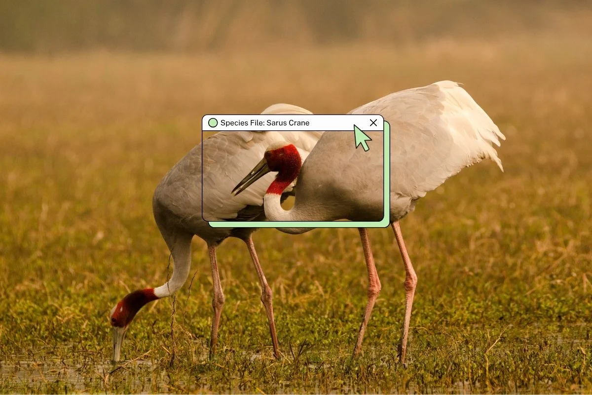 The Symphony of the Wetlands: Decoding the Life and Survival of India’s Sarus Cranes