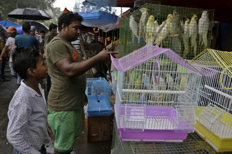 The Ticking Pathogen Bomb: How the Exotic Pet Trade is Fueling the Next Global Health Crisis