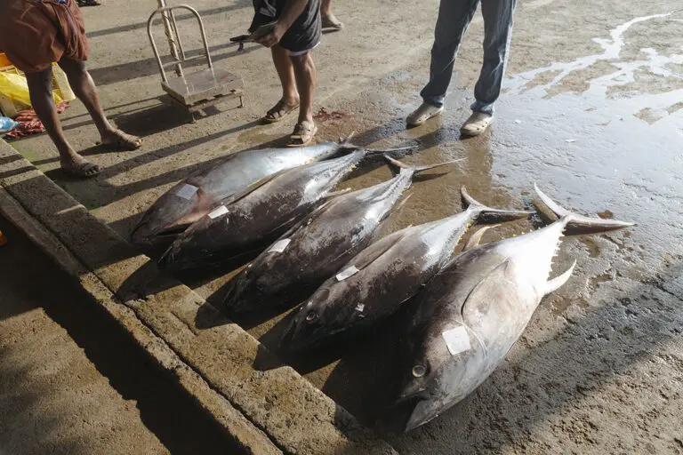 Anchors Aweigh, But Hopes Sunk: The Troubled Waters of India’s Deep-Sea Fishing Ambitions
