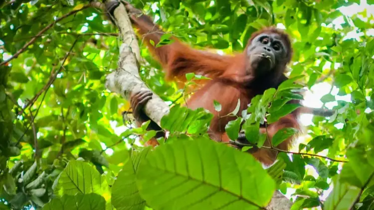 From a Mumbai Apartment to the Sumatran Canopy: The Landmark Repatriation of a Trafficked Orangutan