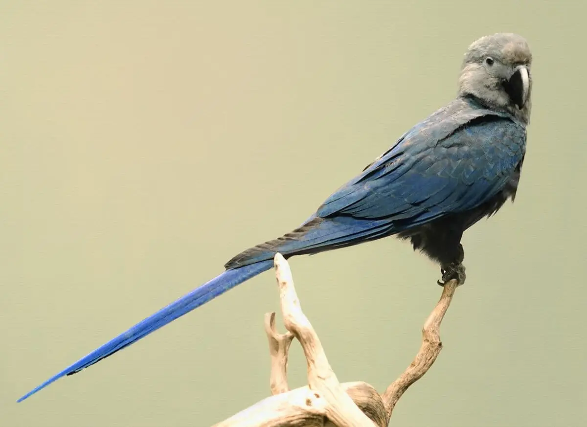 Global Conservation Coalition Demands Permanent Halt on Wild Animal Imports to Ambani-Owned Vantara