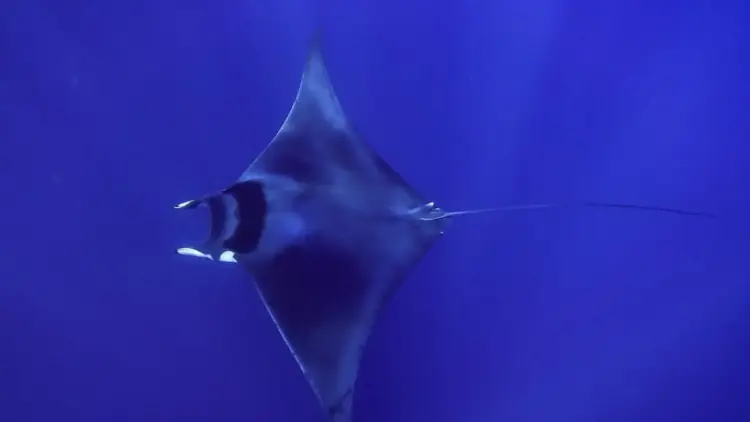 Headline: The Vanishing Giants of the Indian Ocean: A Decade of Decline for India’s Manta and Devil Rays