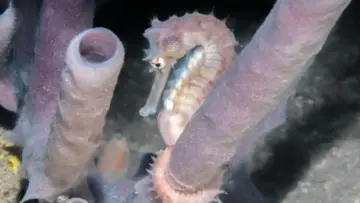 Hidden in Plain Sight: New Seahorse Discovery Resolves 150-Year-Old Taxonomic Mystery
