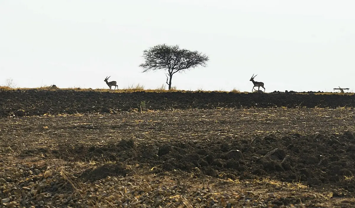 Maharashtra Grapples with Severe Agrarian Crisis: Drought Declared in 265 Talukas