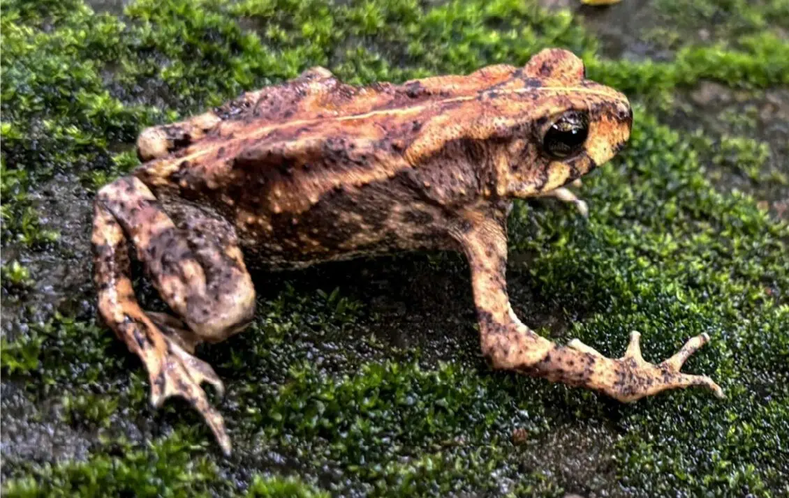 New Amphibian Discovery in the Clouds: The High-Altitude Secrets of Duttaphyrnus phawngpui