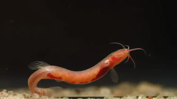 Shadows Beneath the Soil: The Discovery of New Subterranean Fish Species in Assam’s Brahmaputra Basin