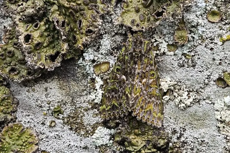 The Art of Invisibility: High-Altitude Discovery Reveals New Frontier in Moth Camouflage