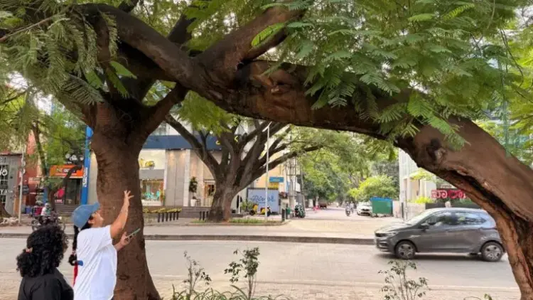 The Battle for Bengaluru’s Canopy: Citizen Science vs. Infrastructure Ambition