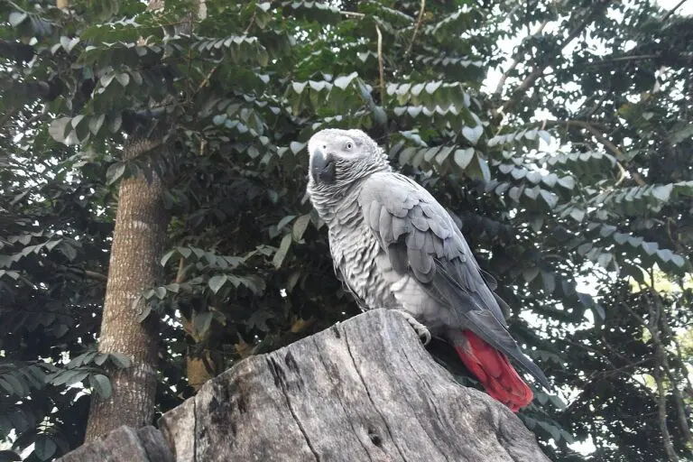 The Digital Menagerie: Inside India’s Multi-Million Dollar Exotic Pet Trade