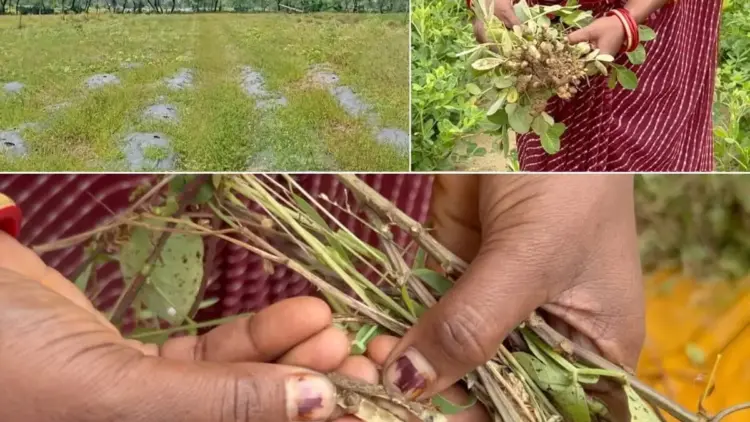 The Forecast Paradox: How Erratic Monsoons and Misleading Advisories Devastated Mahoba’s Farmers