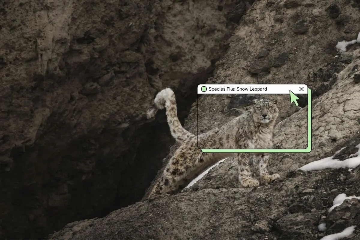 The Ghost of the Mountains at a Crossroads: Ladakh’s High-Altitude Safari Ambitions and the Future of Snow Leopard Conservation