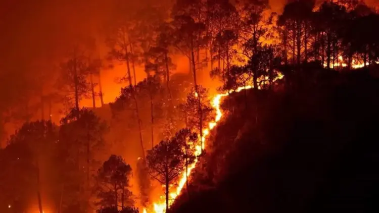 The Great Divide: Two Decades of Shifting Wildfire Dynamics Across India’s Protected Landscapes