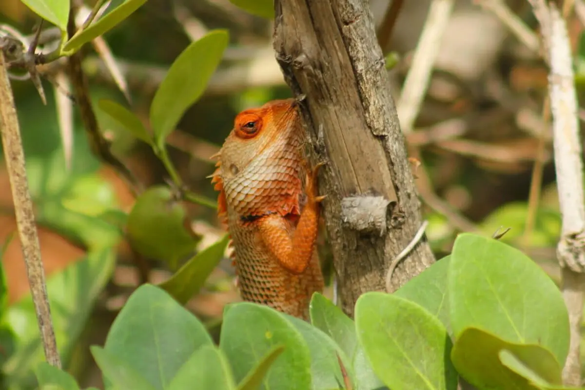 The Green Barrier: Reclaiming Biodiversity and Resilience Through ‘The Living Fence’