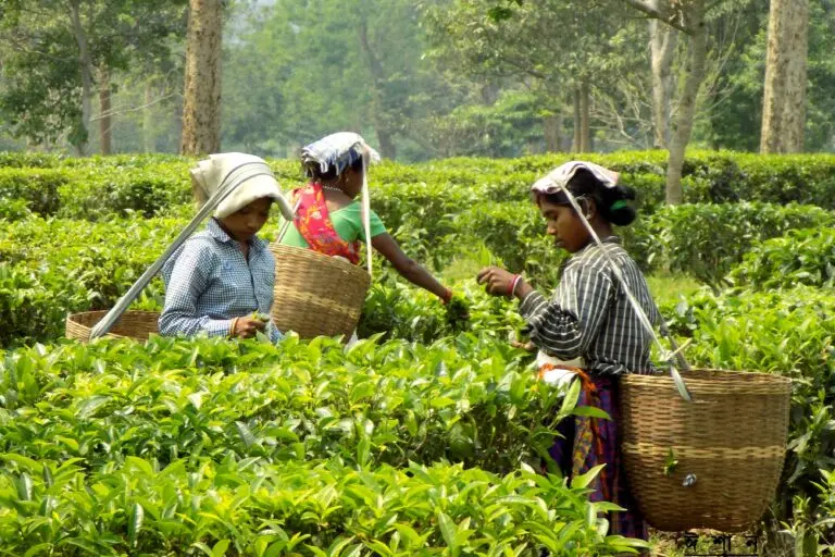 The Invisible Inferno: Why Assam’s Humidity-Driven Heat Crisis Evades Official Recognition