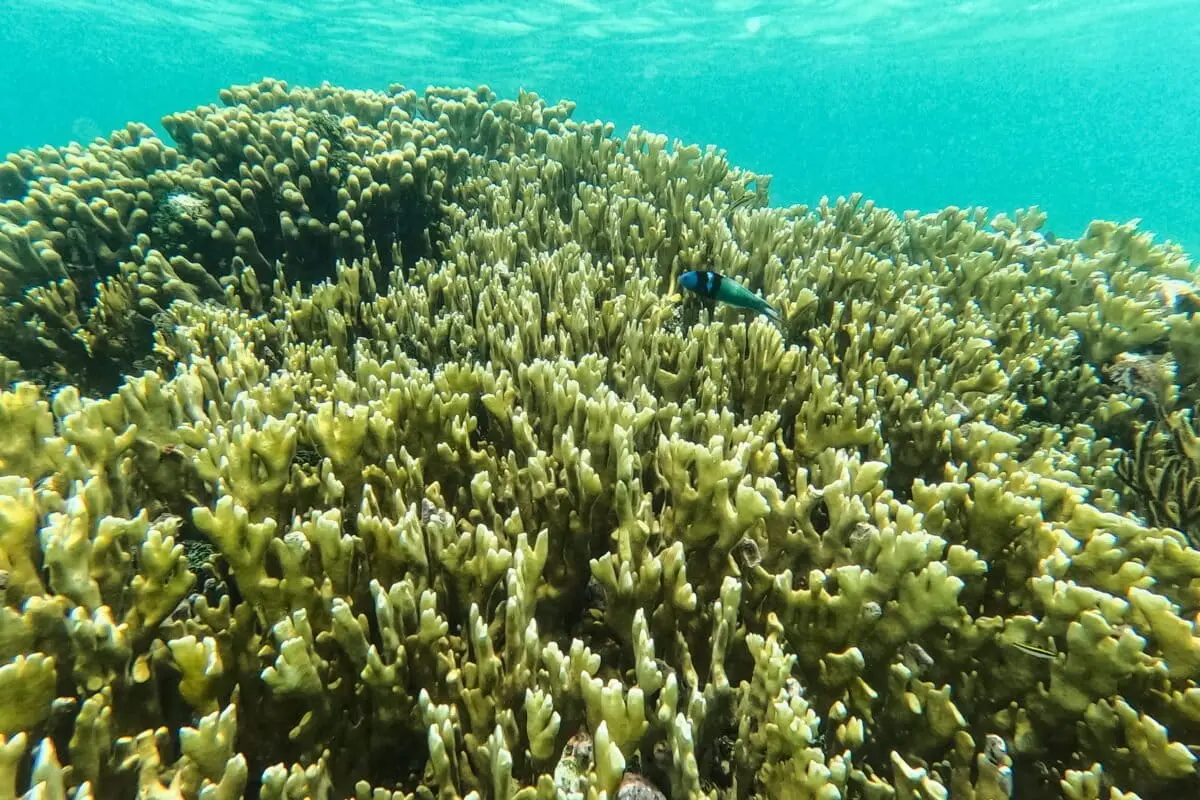 The Narrowing Window: How ‘Supersized’ El Niño Events are Pushing Global Coral Reefs to the Brink