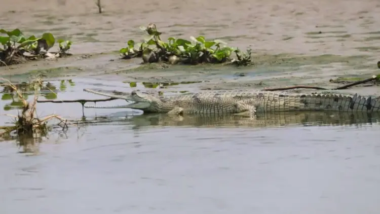 The Radiant Alarm: How Light Pollution Threatens the Survival of the Gangetic Gharial