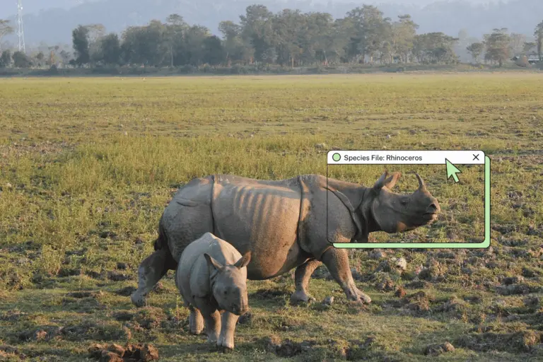 The Return of the Armored Giant: Restoring the Greater One-Horned Rhinoceros to Manas National Park