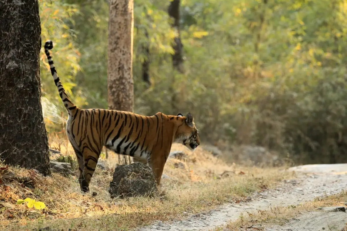 The Scent of Survival: How Chemical Biographies in Urine and Scat are Revolutionizing Big Cat Conservation