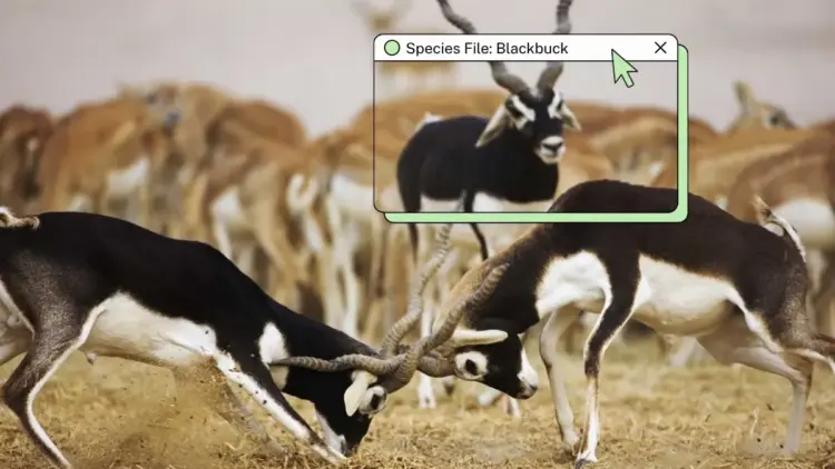 The Sentinel of the Savannah: Navigating the Survival and Conservation of India’s Blackbuck