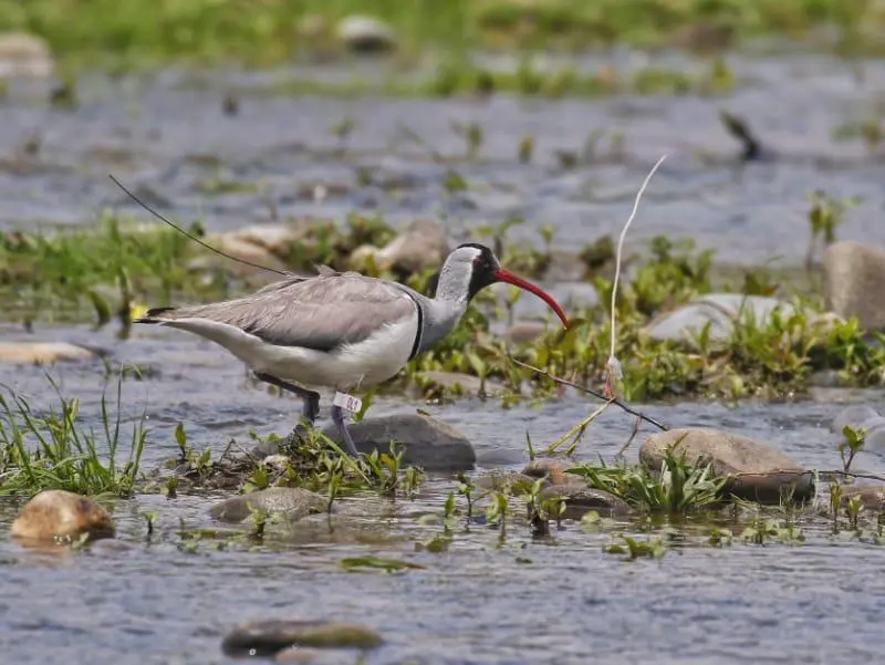 The Sentinel of the Shifting Sands: New Research Decodes the Elusive Ibisbill’s Future in the Himalayas