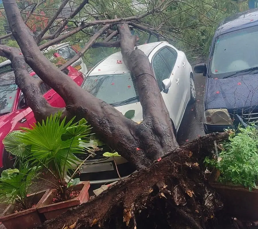 The Silent Collapse: Investigating Mumbai’s Lethal Tree-Fall Crisis
