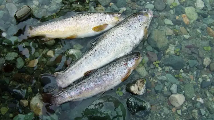 The Silent Gasp: Inside the Stalled Resurrection of the Himalayan Snow Trout
