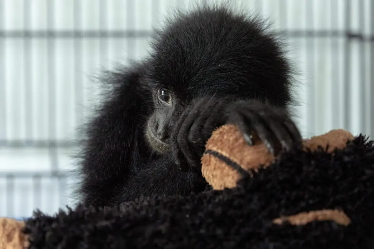 The Silent Invasion: India’s Burgeoning Exotic Pet Trade and the Impending Ecological Crisis