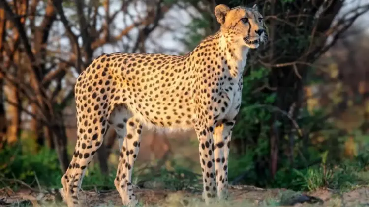Tragic Setback for Project Cheetah: The Death of KNG22 and the Growing Challenges of Reintroduction