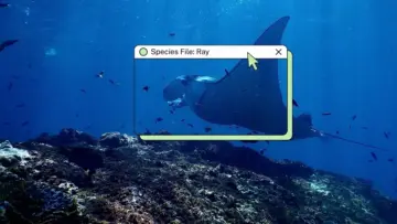 Winged Shadows in Peril: The Urgent Crisis Facing India’s Rhino Rays and Marine Habitats